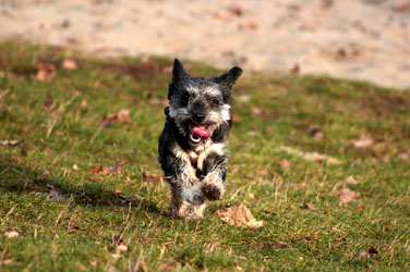 Hundebetreuung Friedrichshain 1